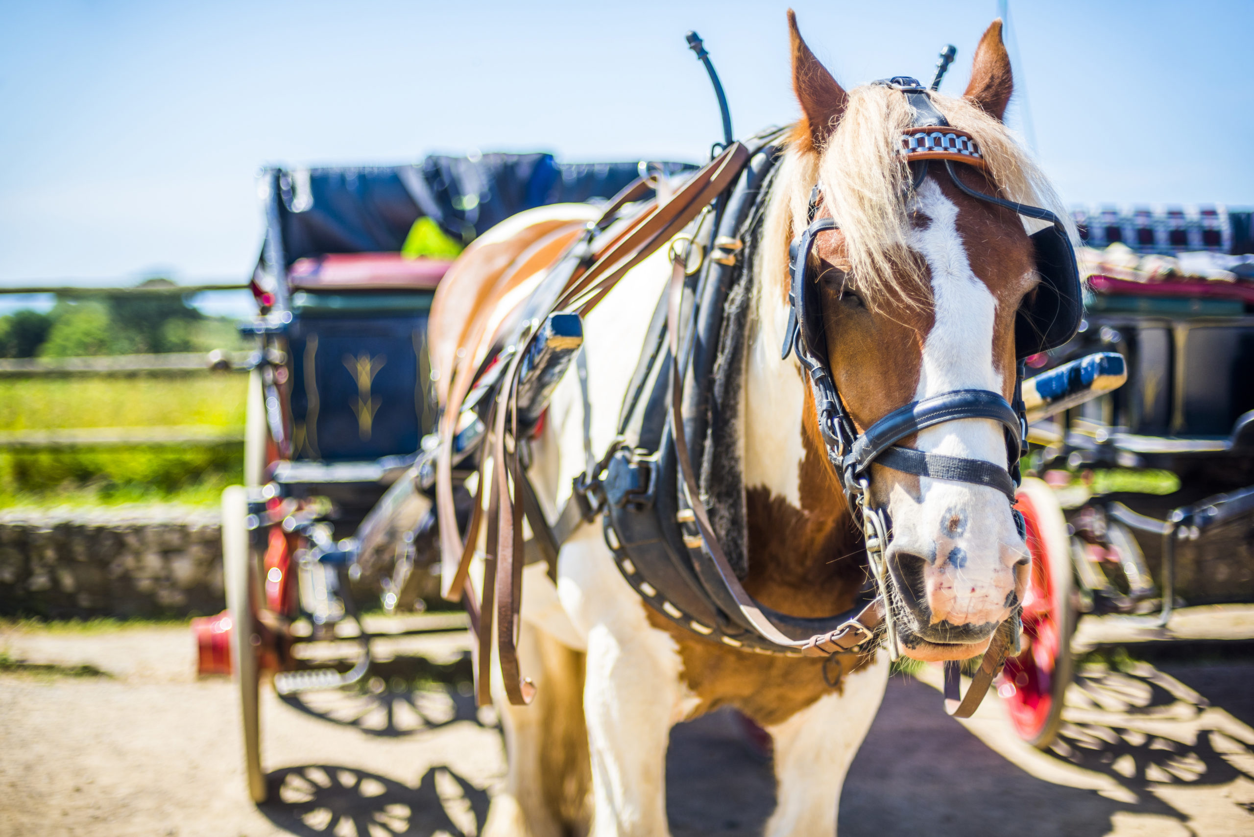 Horse carriage rides, walking tours and bike cabs in Charleston, SC have risks that can lead to injury.