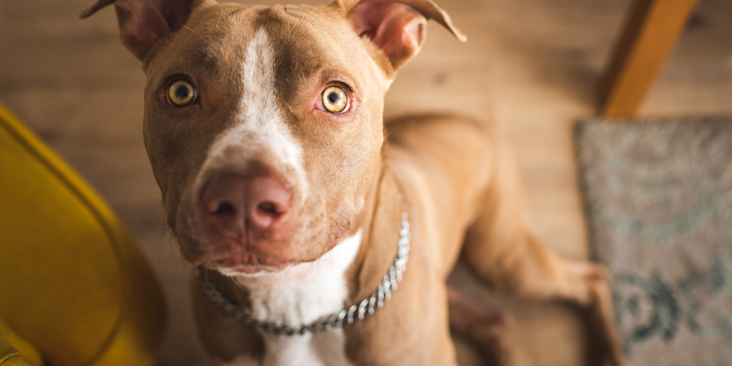 Las mordeduras de perro en complejos de edificios de apartamentos pueden ser casos delicados debido a las restricciones de raza y tamaño que pueden limitar la responsabilidad del seguro. Llame a nuestros abogados especializados en mordeduras de perro South Carolina si ha sufrido lesiones graves.